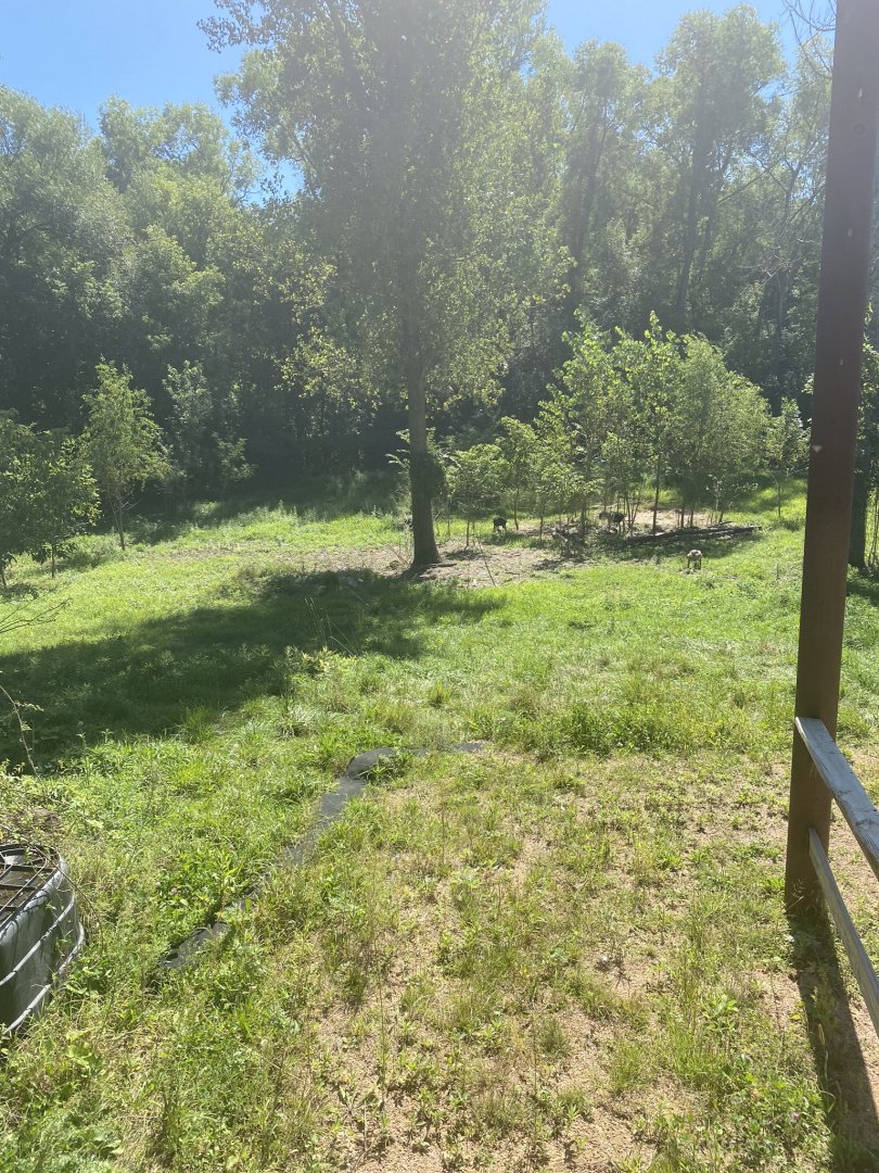 Nigerian dwarf goats in former dromedary camel rides exhibit