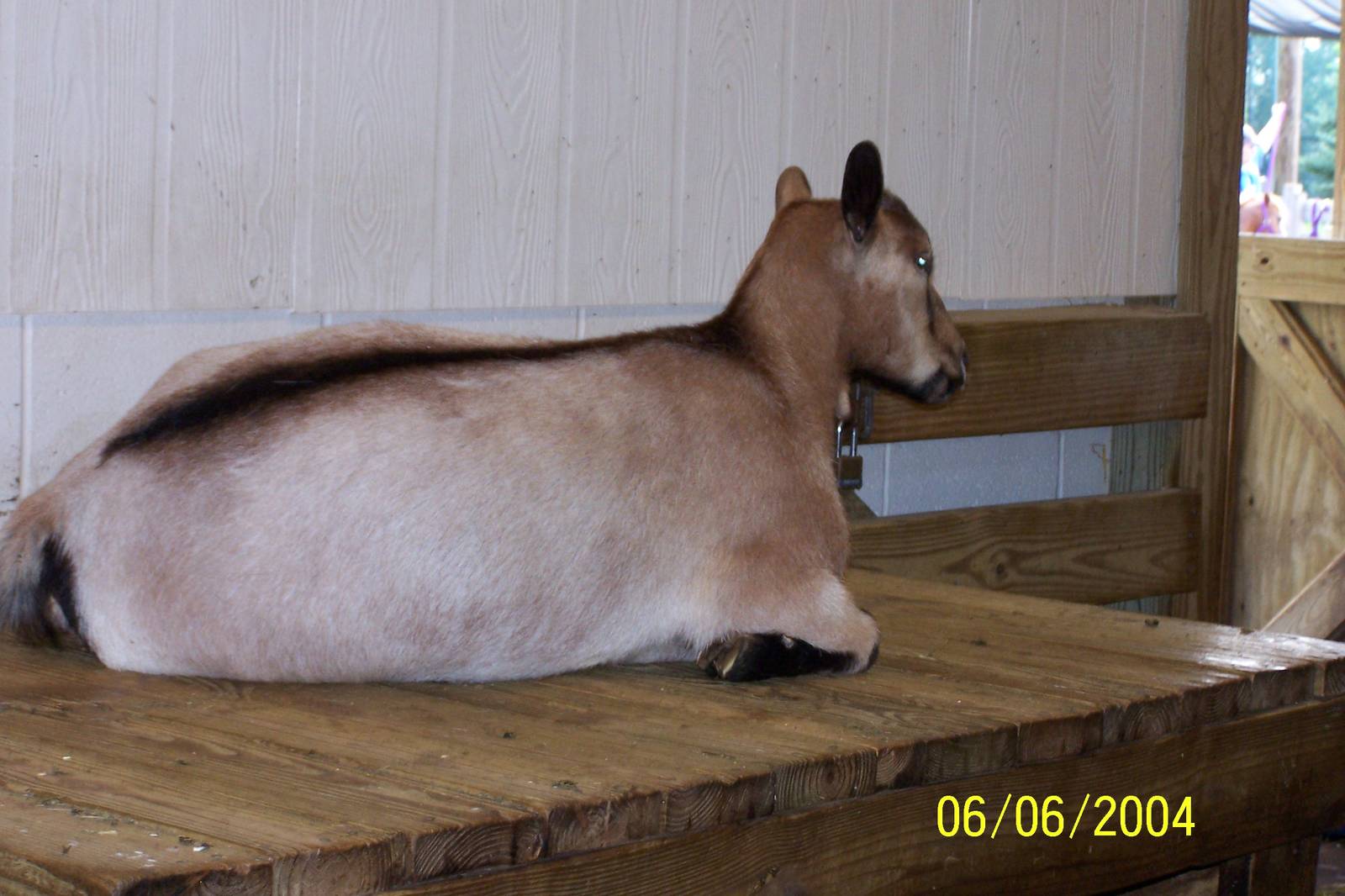 Nigerian Pygmy Goat ~ Barnyard