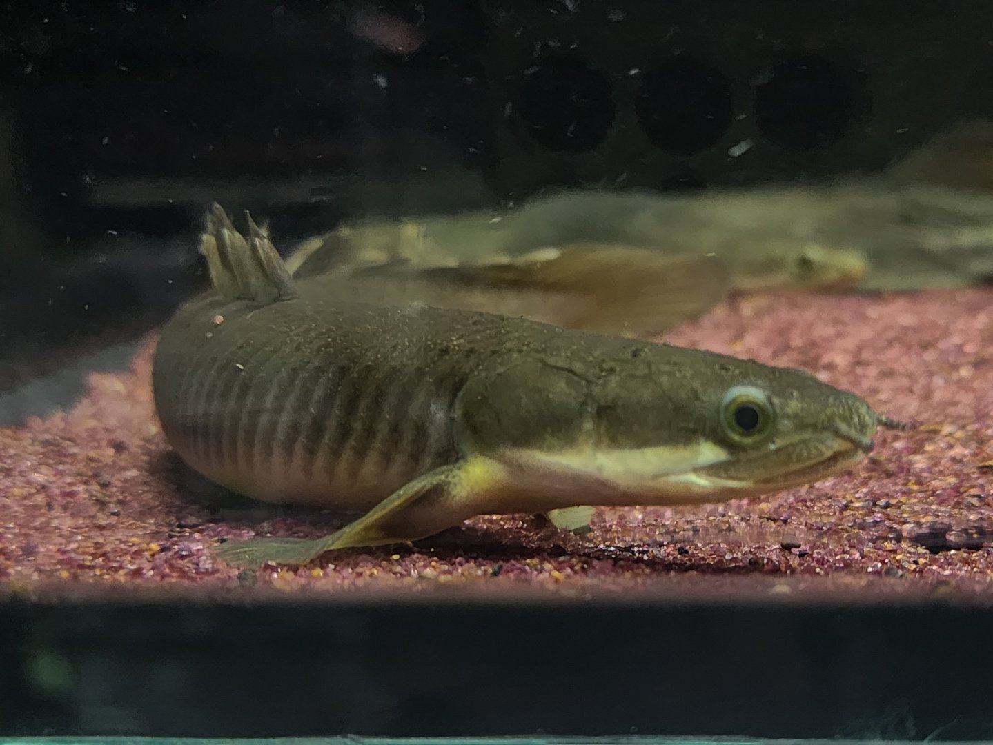 "Nigerian" Senegal Bichir (Polypterus senegalus)