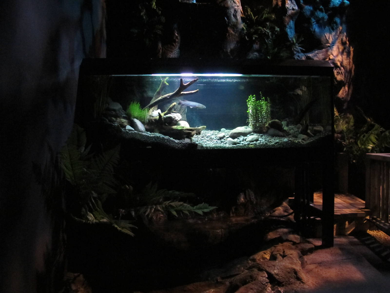 Night Forest Tank - Te Wao Nui, Auckland Zoo 2011