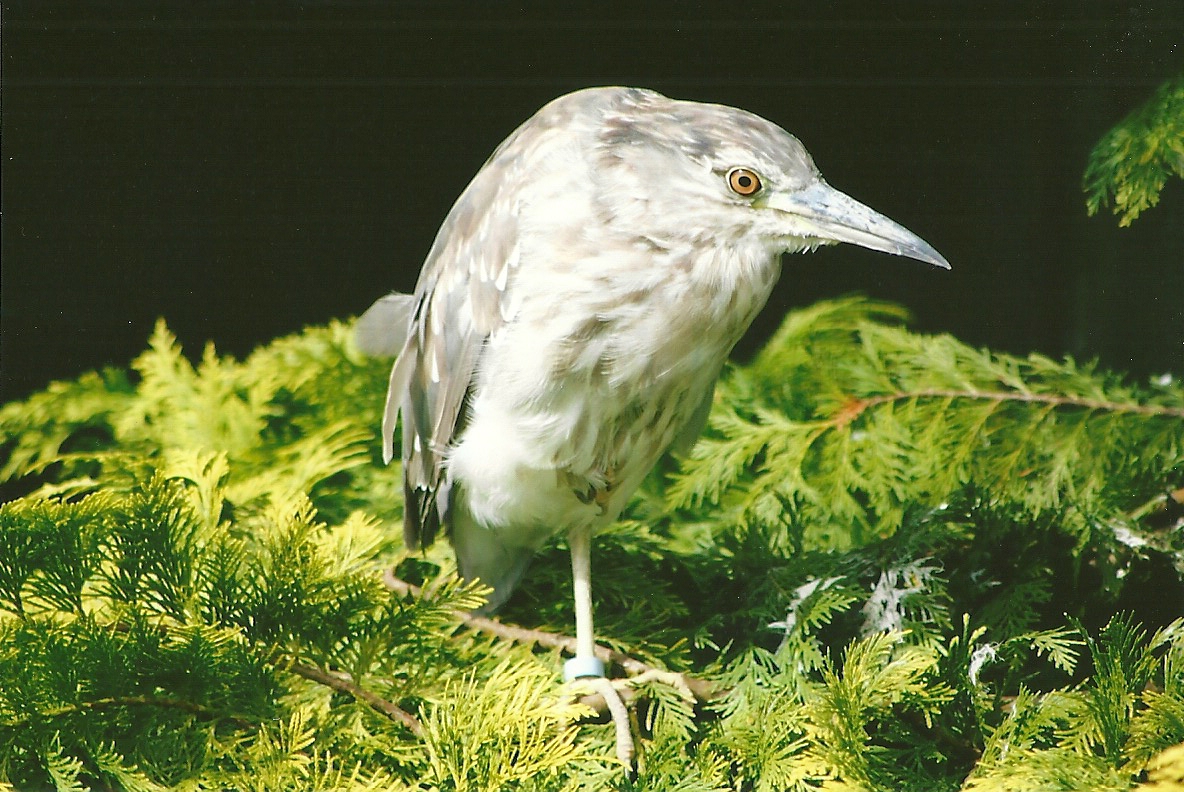Night Heron 11th September 2012