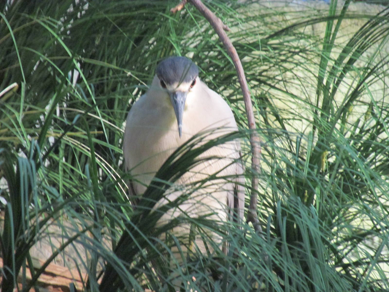 Night Heron (added to aquarium)