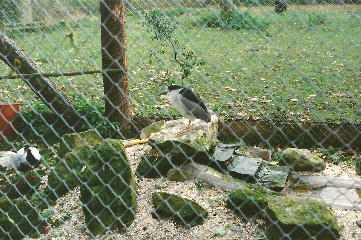 Night Heron and Silver Pheasant in new aviary 6th November 1999