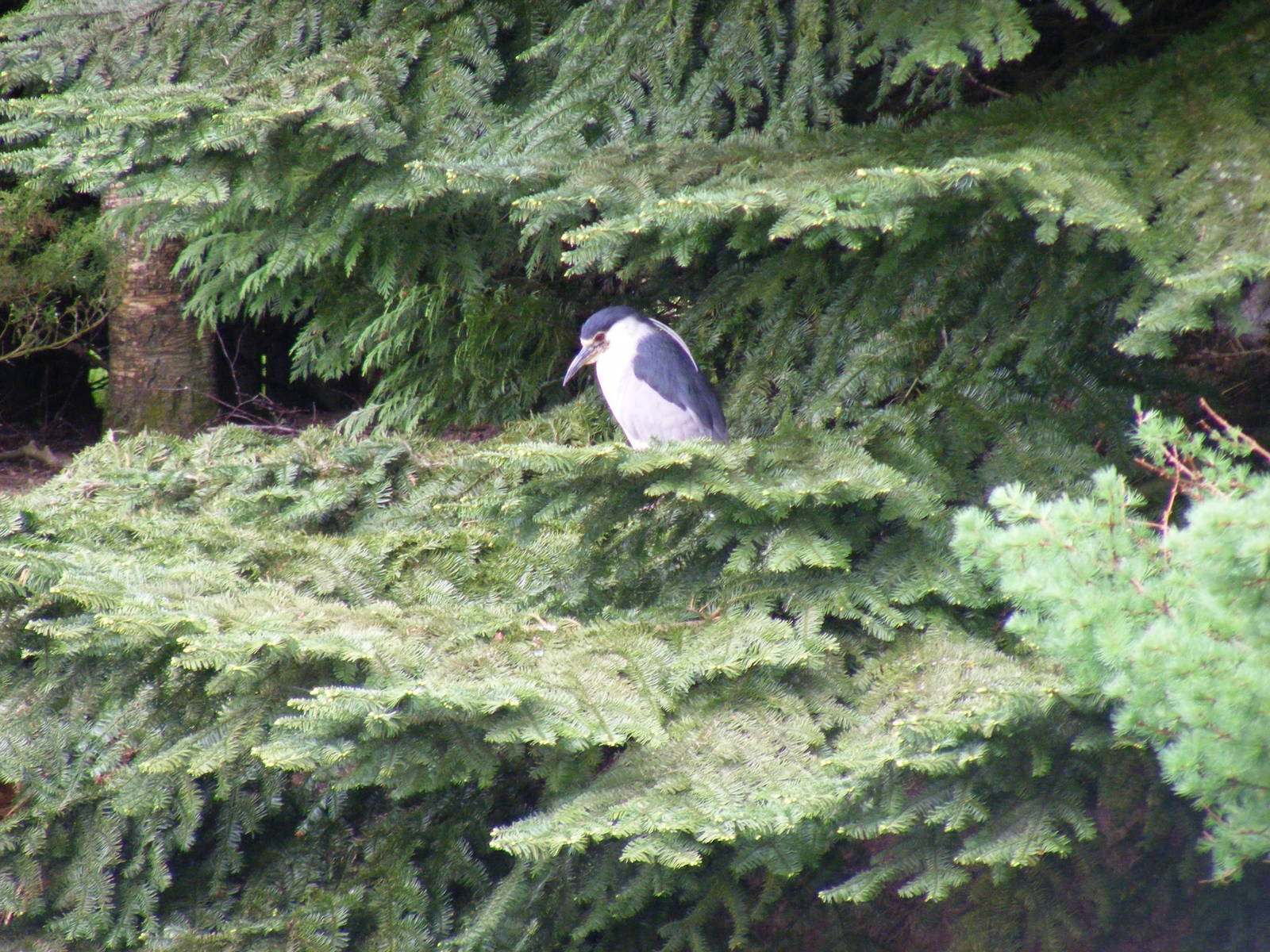 Night heron at Auchingarrich Wildlife Centre, 20 May 2010