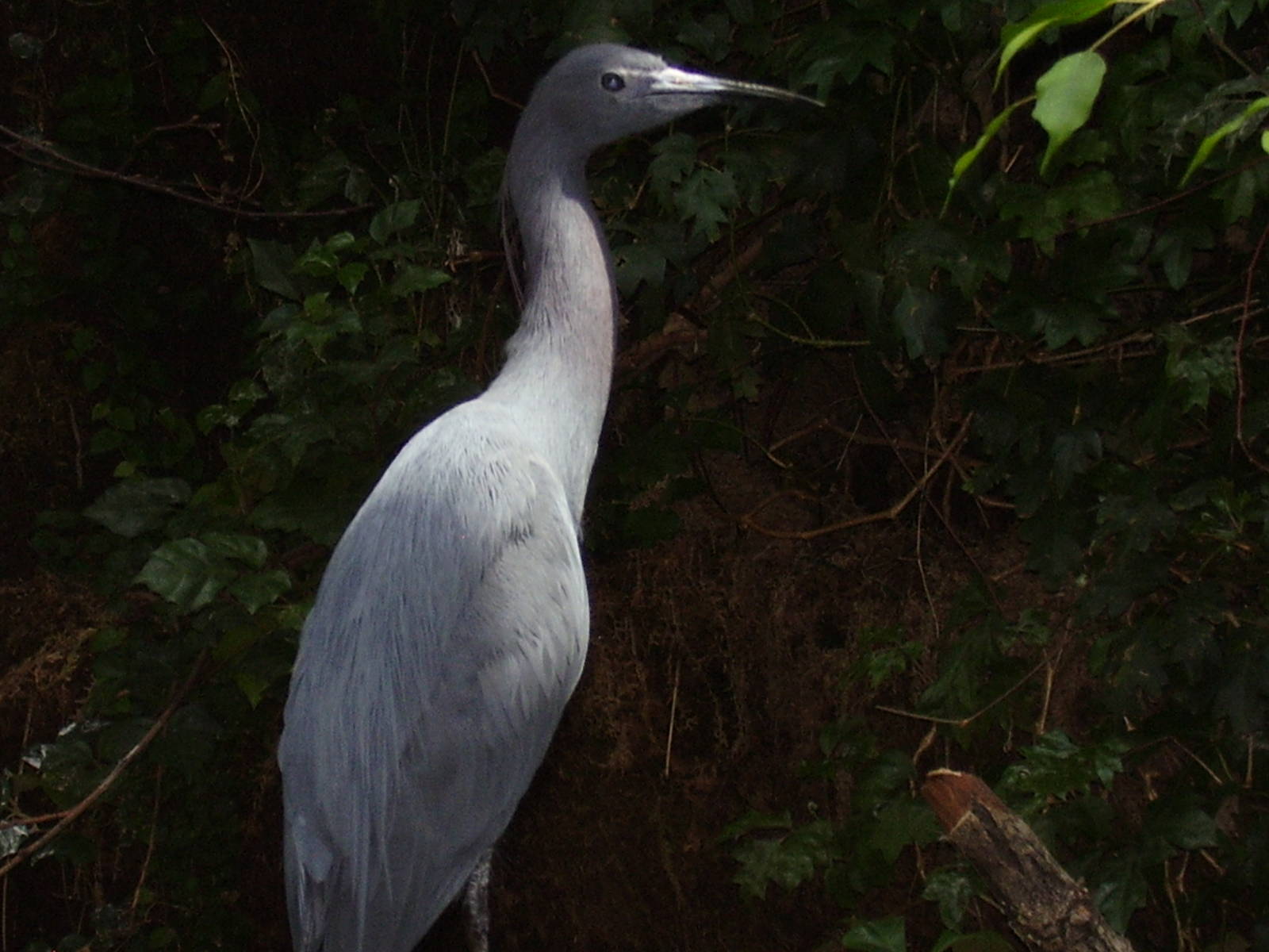Night Heron- Buttonwood Zoo
