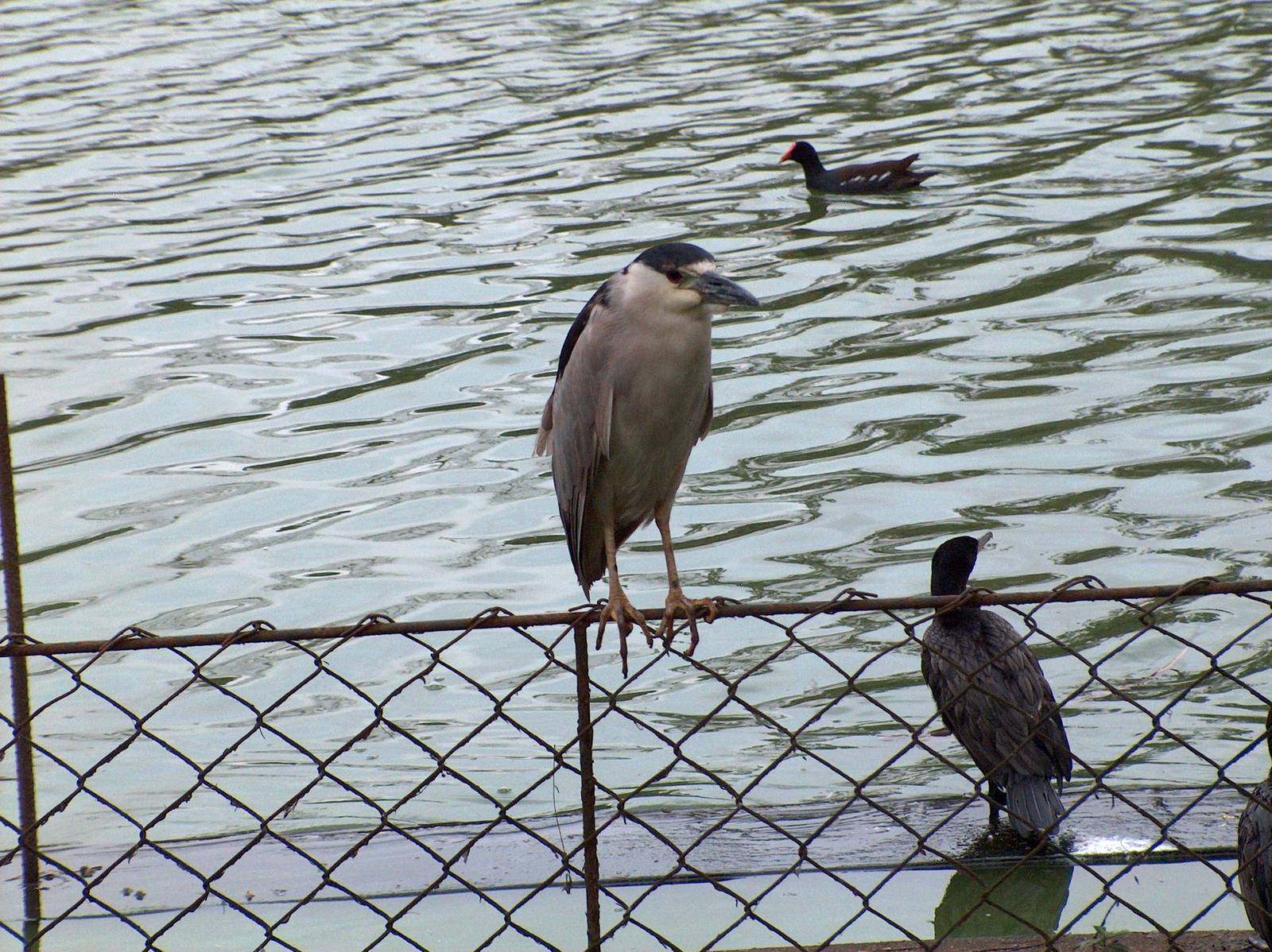 night heron, comorant and coot sao paulo zoo 2009