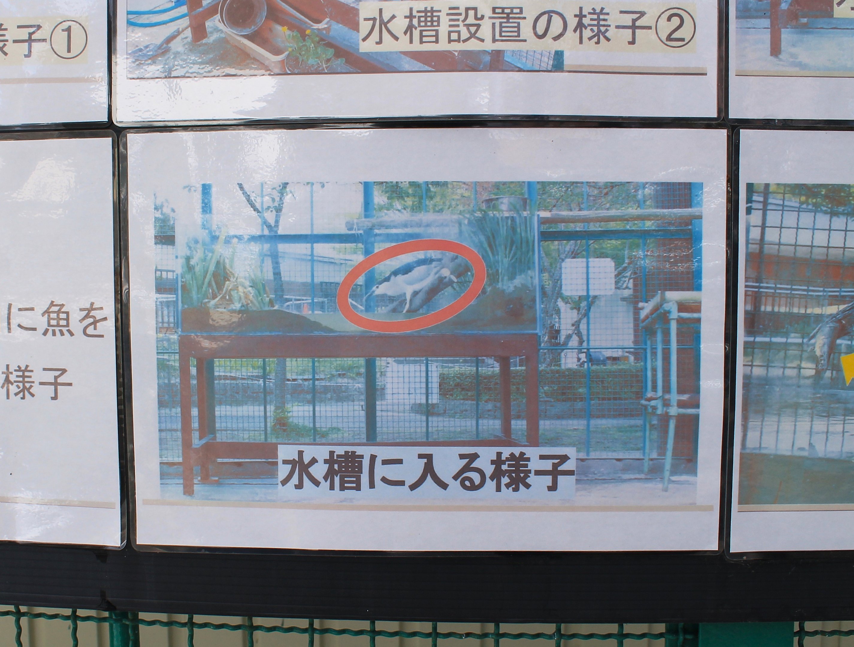 Night Heron feeding detail, Joyama Zoo