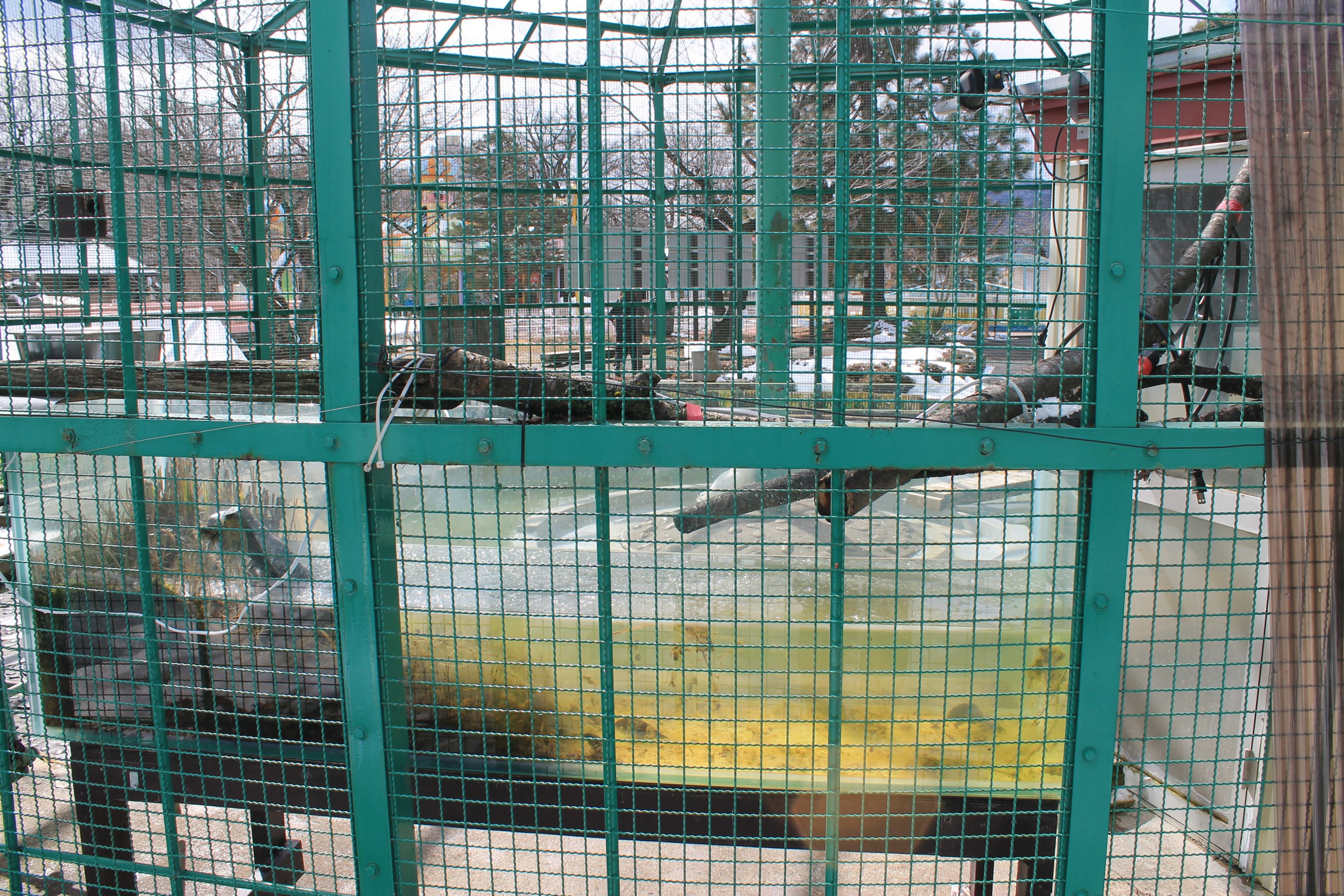 Night Heron feeding tank, Joyama Zoo