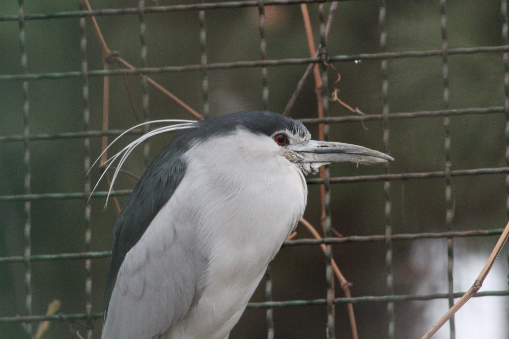 Night heron Mashhad Zoo
