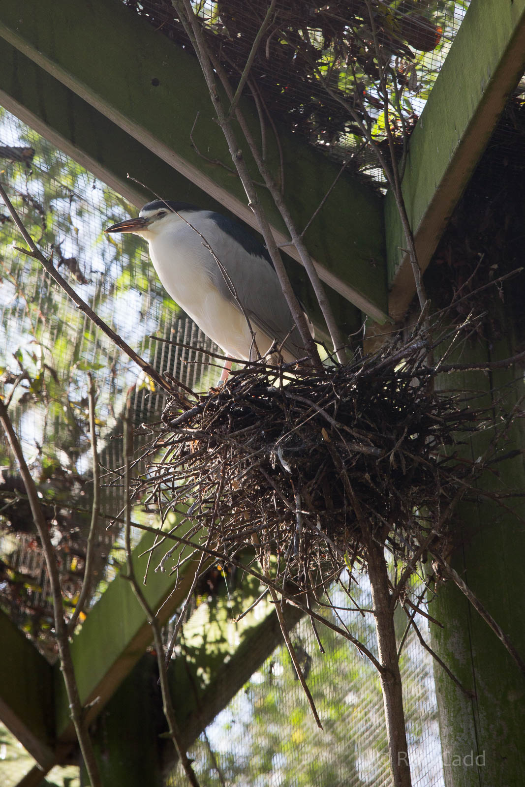 Night heron : Wildwood : 16 Oct 2014