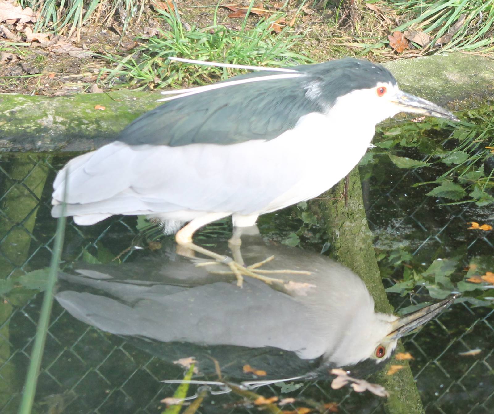 night heron