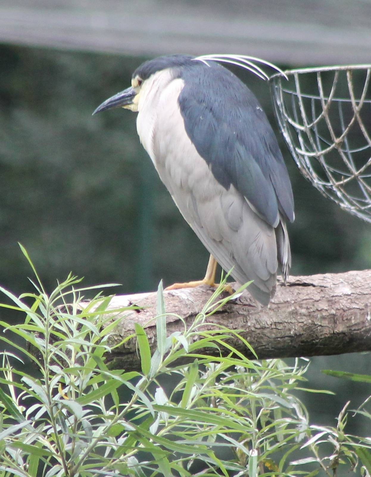 Night heron