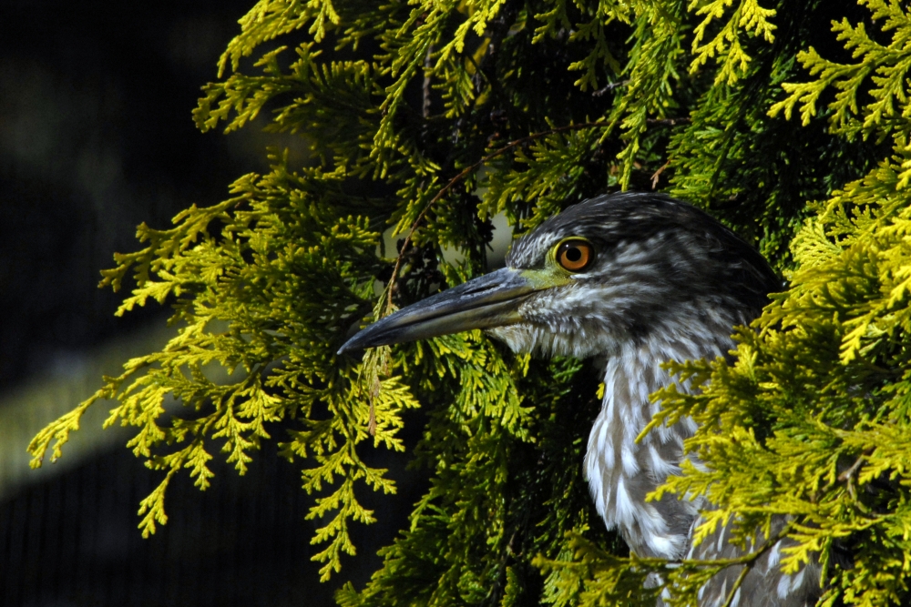 Night Heron