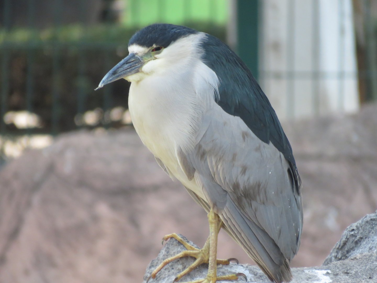 Night heron