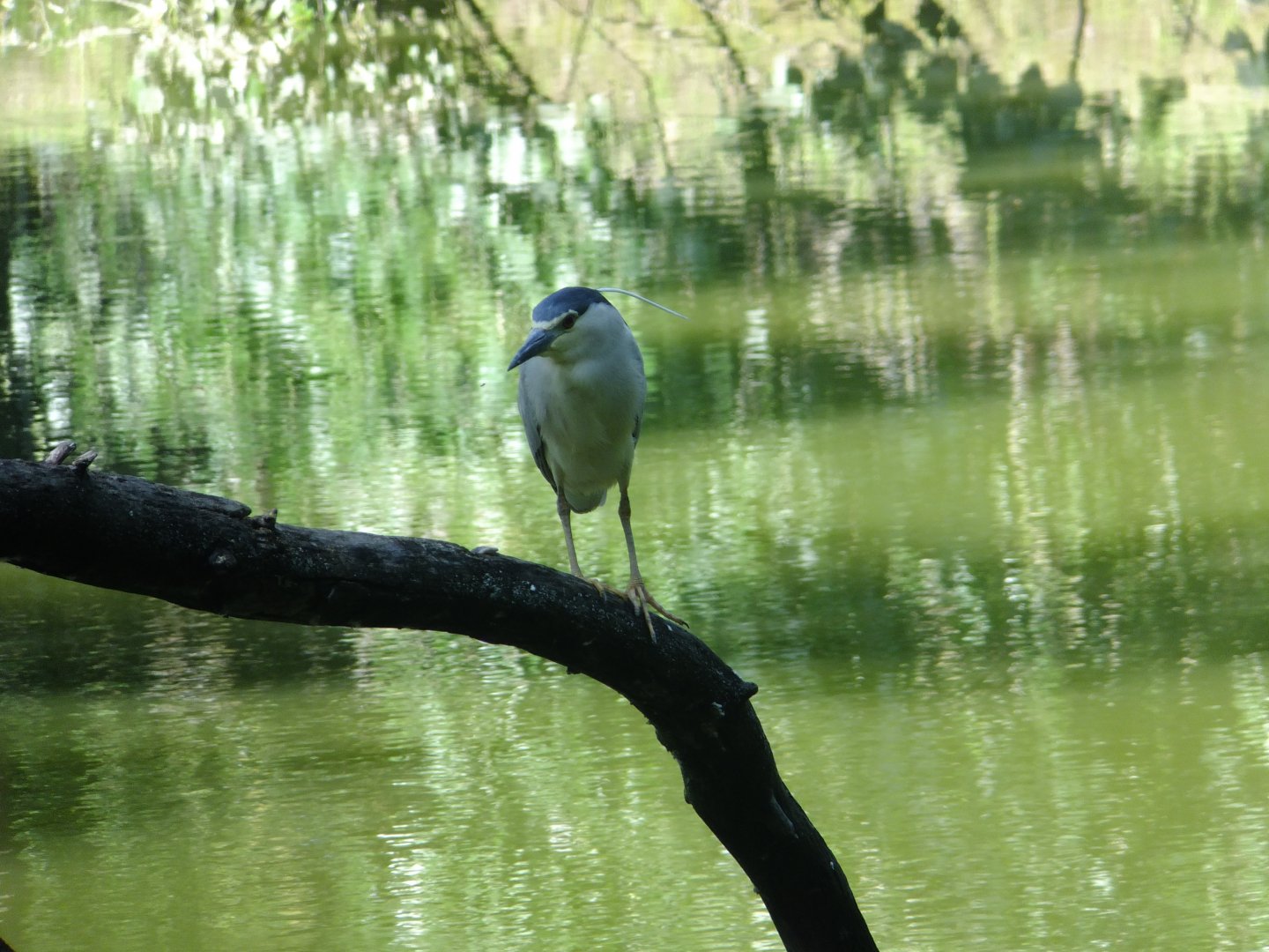 Night heron