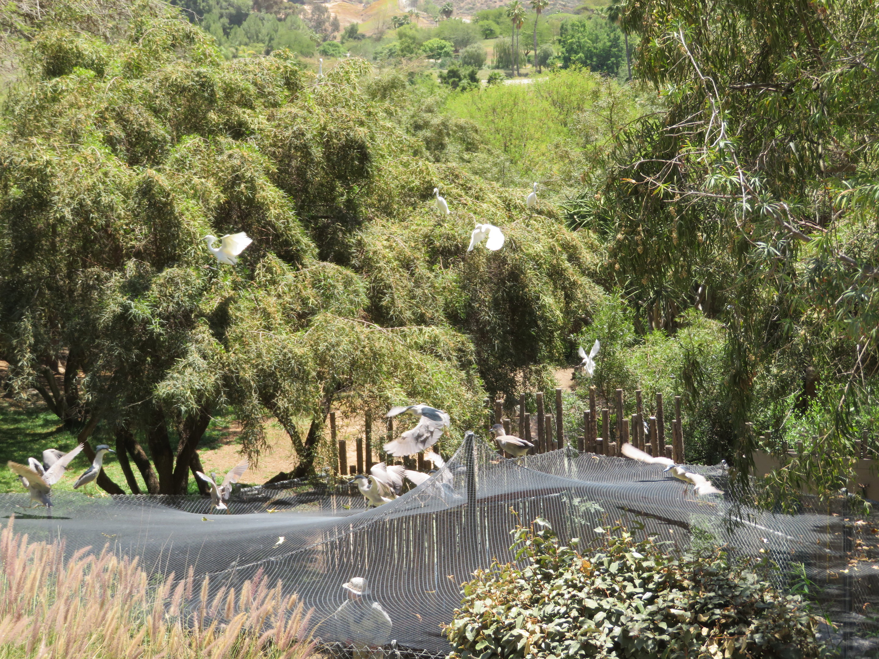 Night Herons and Egrets