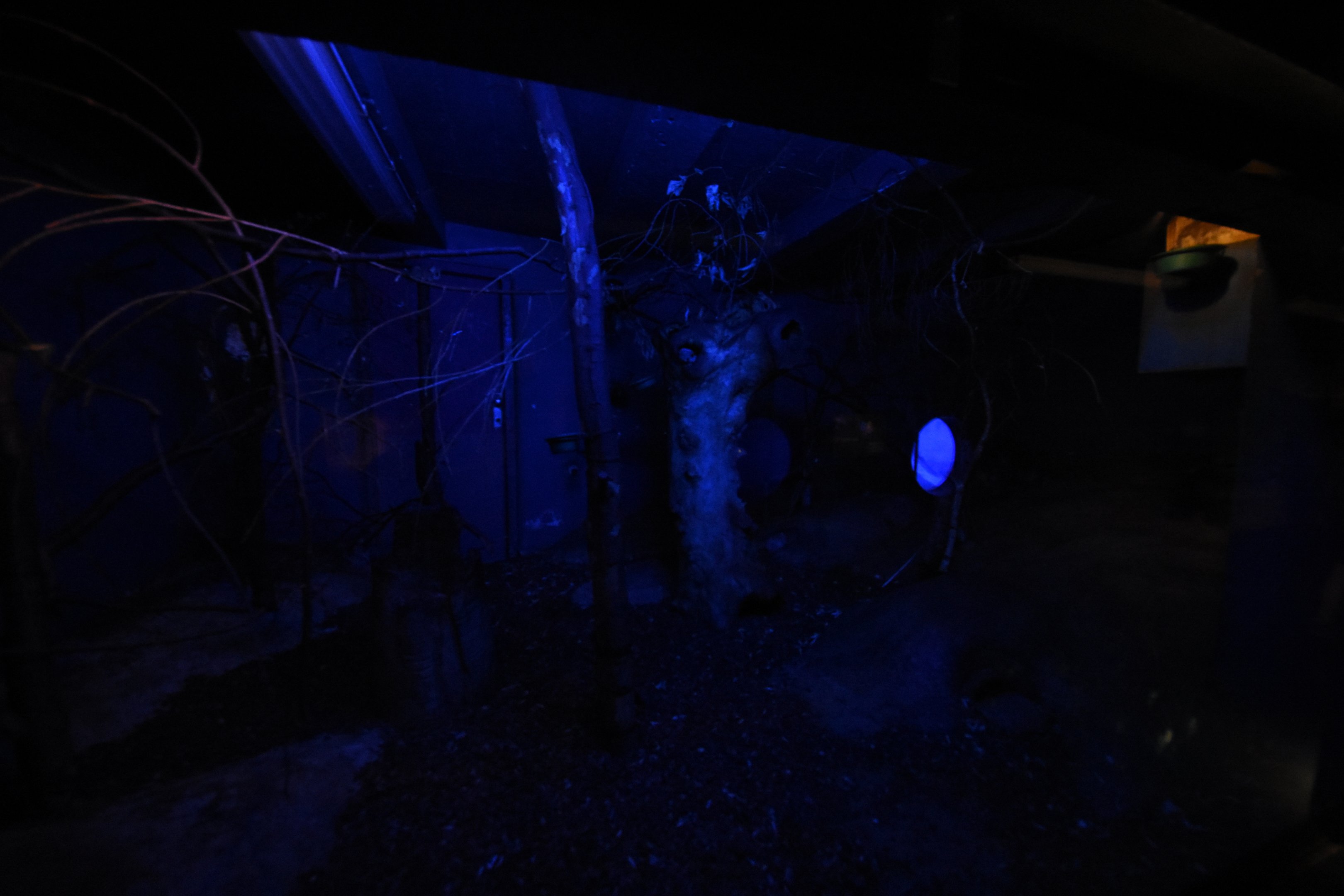 Night house - Moholi galago and Armadillo enclosure