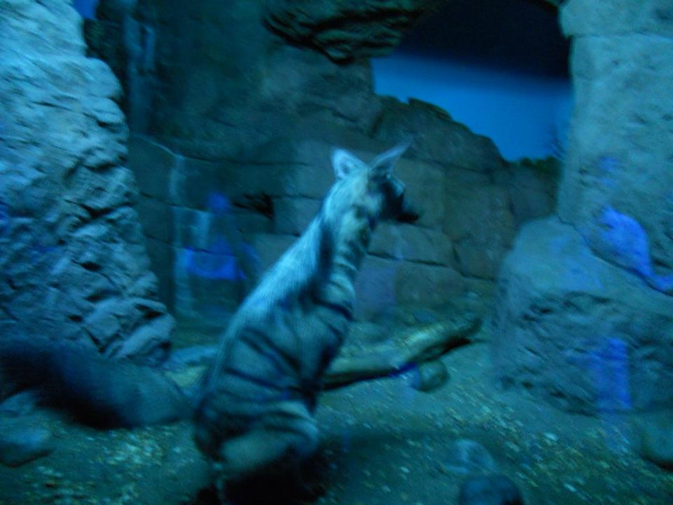 Night Hunters- 1 of 2 of the only Aardwolves at the zoo and in the country