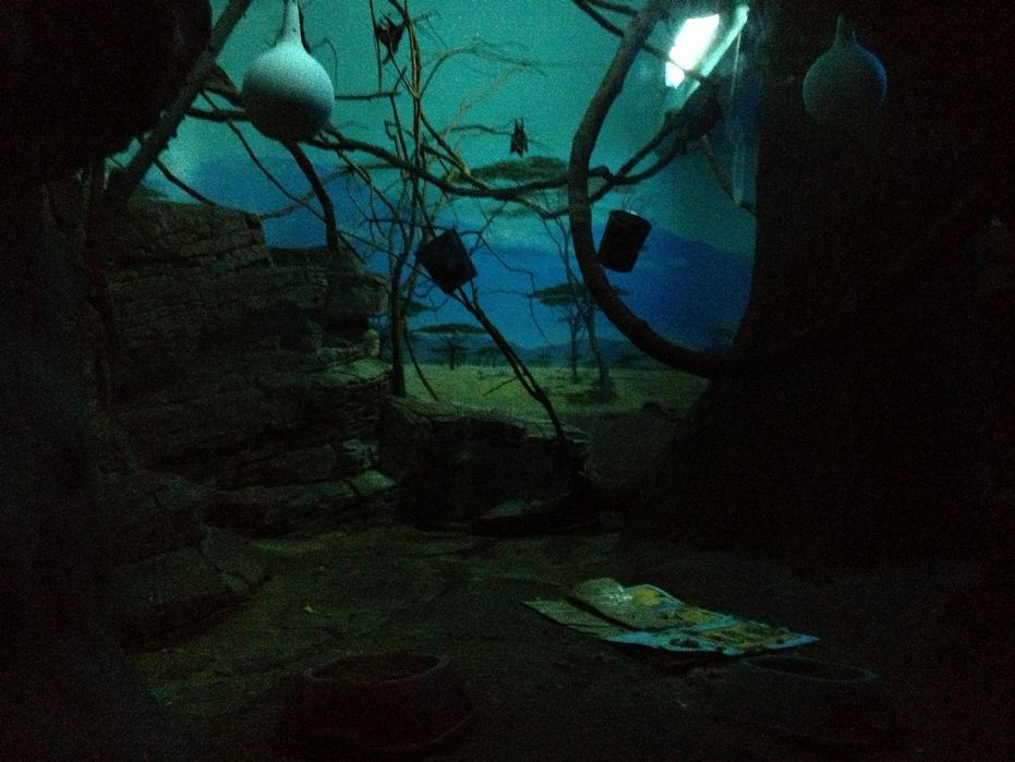 Night Hunters-Aardvark, Garnett's Galago, Indian Flying Fox exhibit