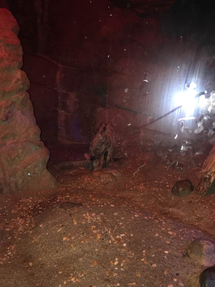 Night Hunters- Aardwolf