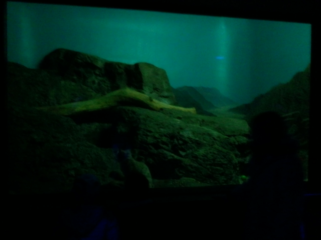 Night Hunters-Arabian Sand Cat exhibit