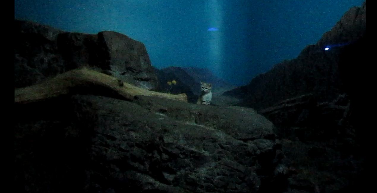 Night Hunters-Arabian Sand Cat