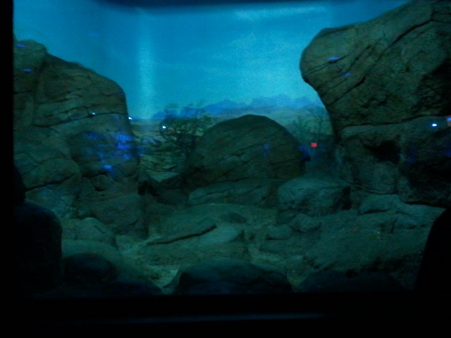 Night Hunters-Bat-eared Fox exhibit