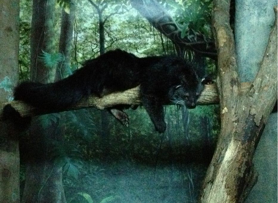 Night Hunters-Bearcat