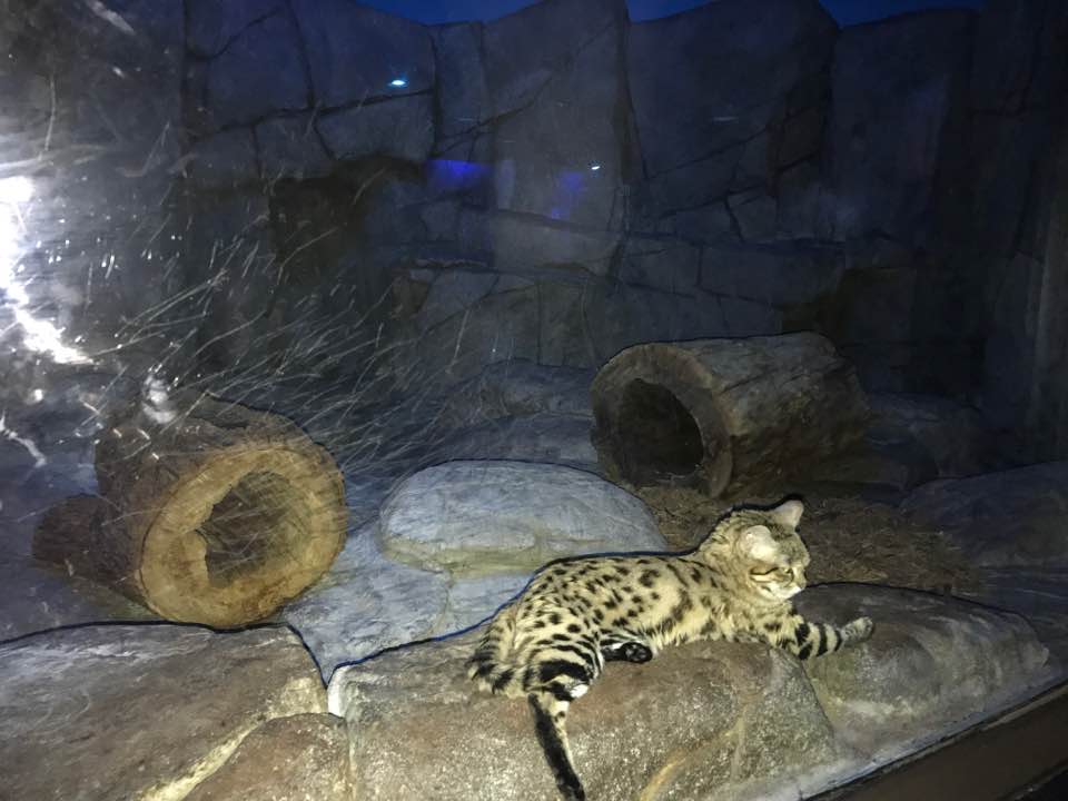 Night Hunters- Black-Footed Cat