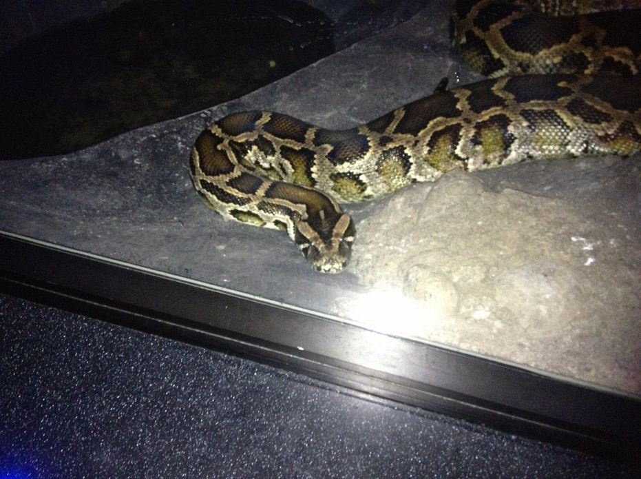 Night Hunters-Burmese Python
