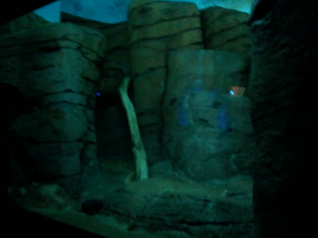 Night Hunters-Caracal exhibit