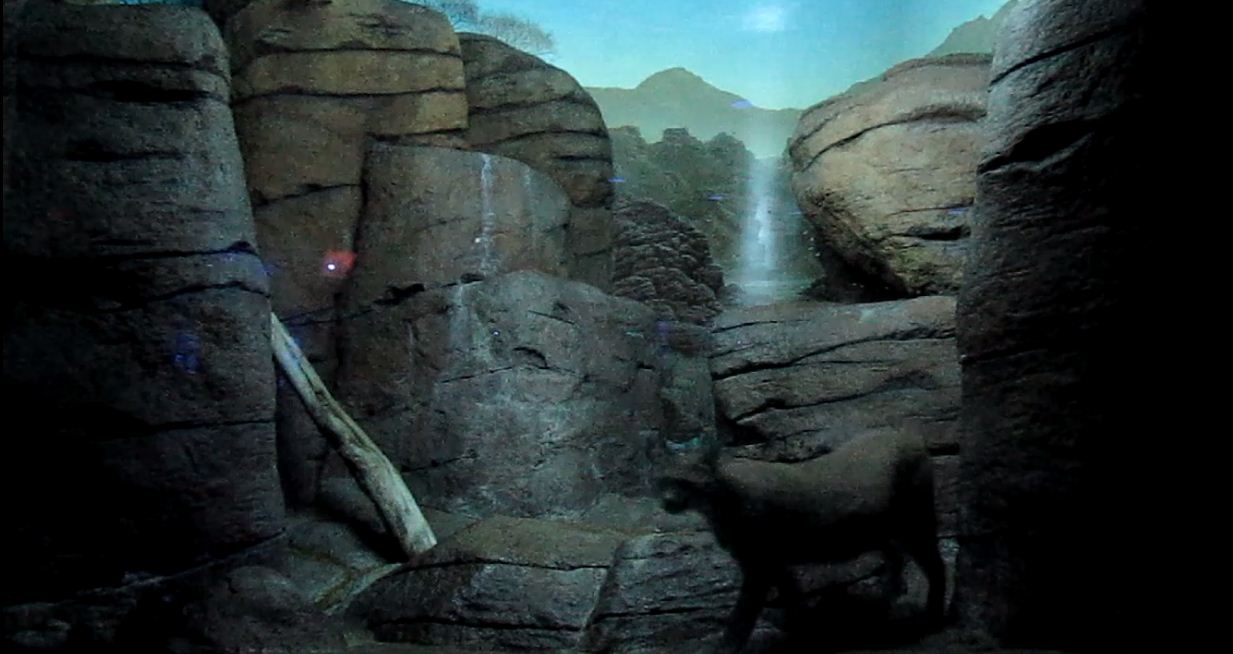 Night Hunters-Caracal exhibit