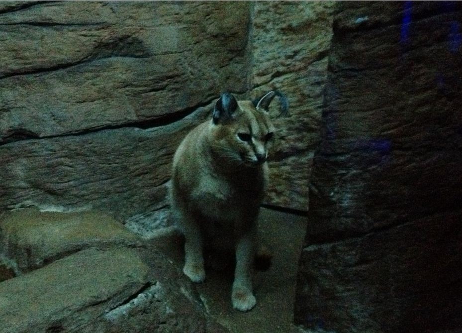 Night Hunters-Caracal