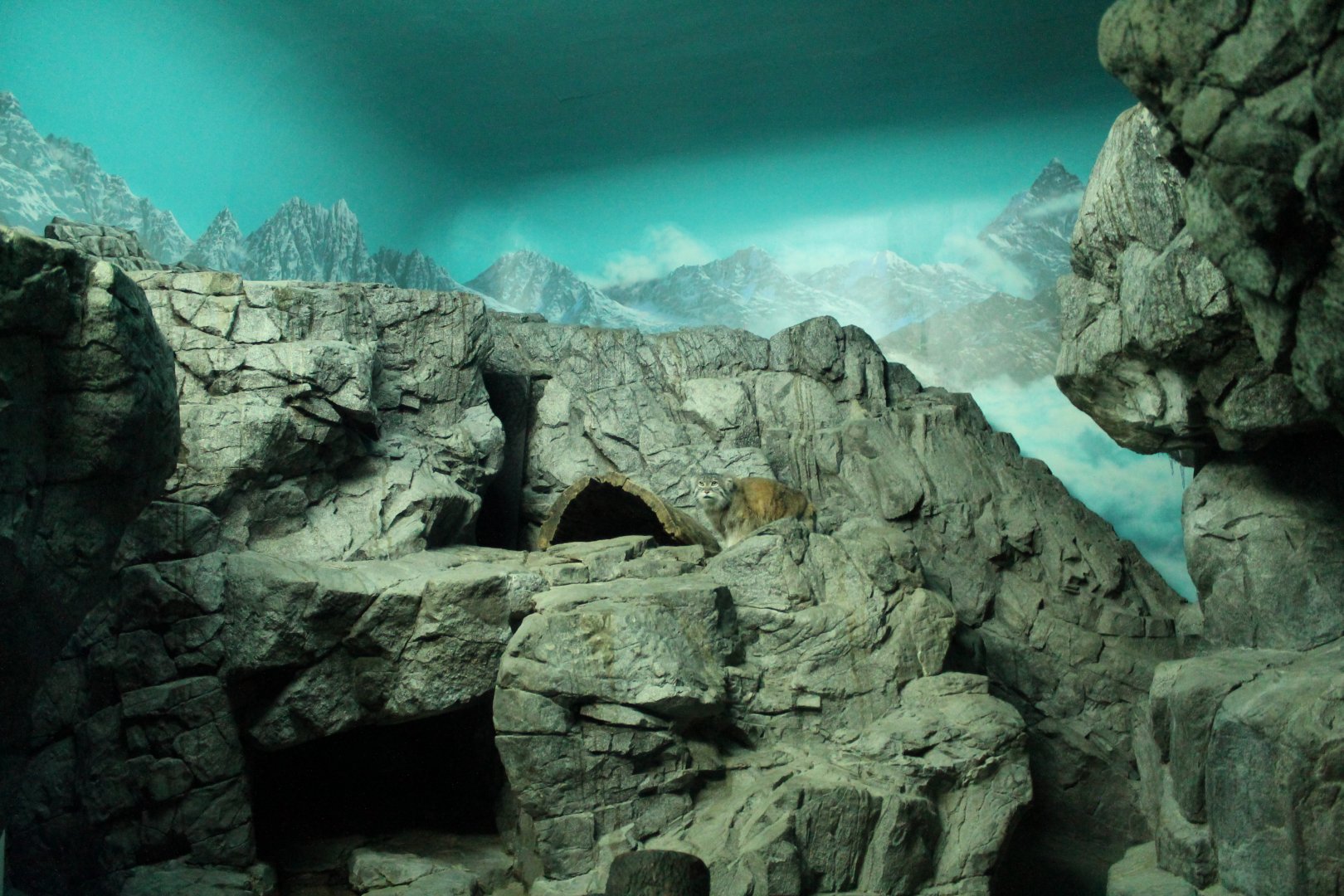 Night Hunters/Cat House- Pallas' Cat Exhibit