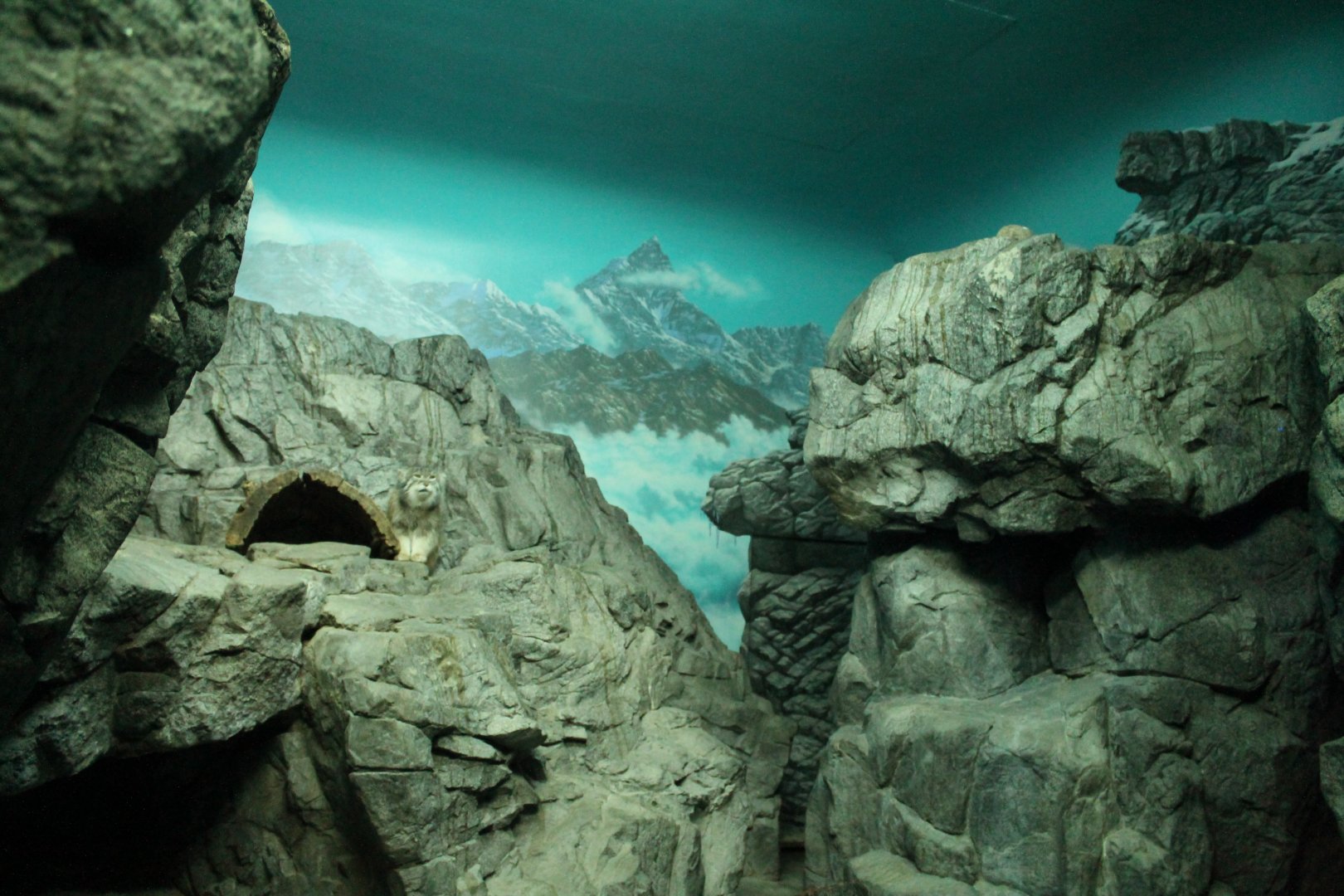 Night Hunters/Cat House- Pallas' Cat Exhibit