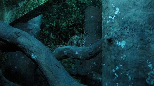 Night Hunters-Clouded Leopard