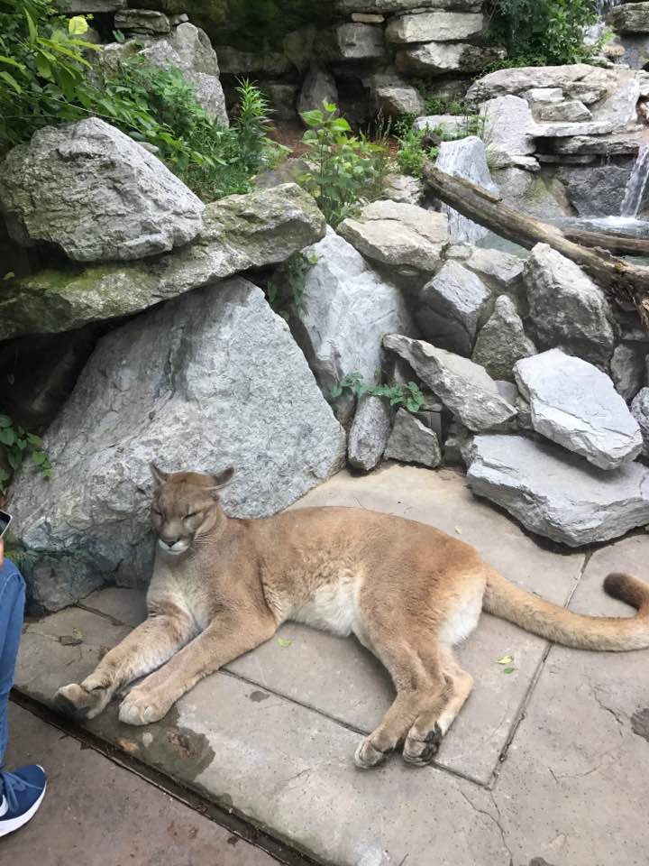 Night Hunters- Cougar