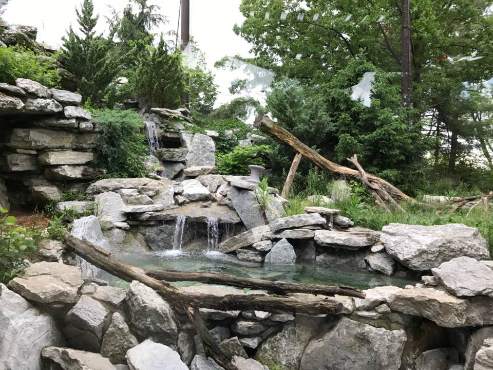 Night Hunters- Cougar