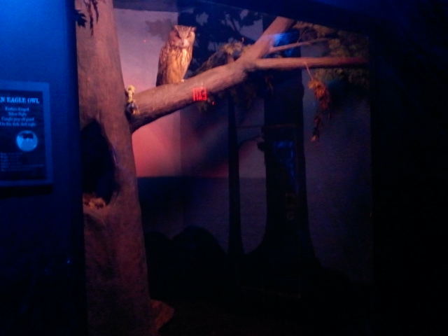 Night Hunters-Eurasian Eagle Owl exhibit