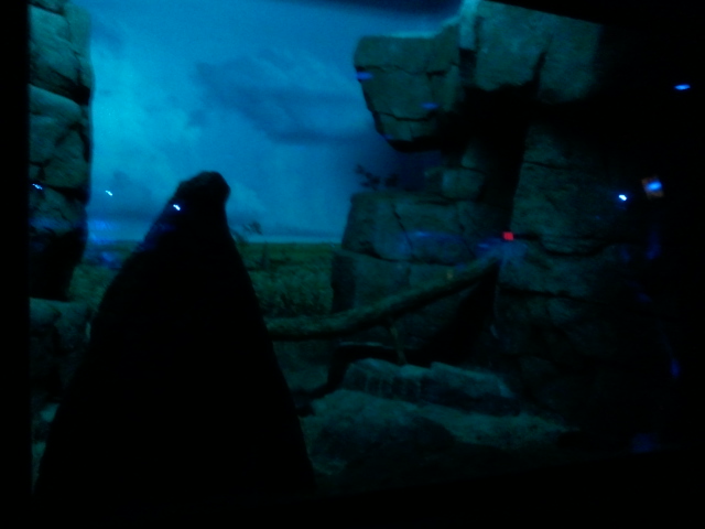 Night Hunters-Fennec Fox exhibit