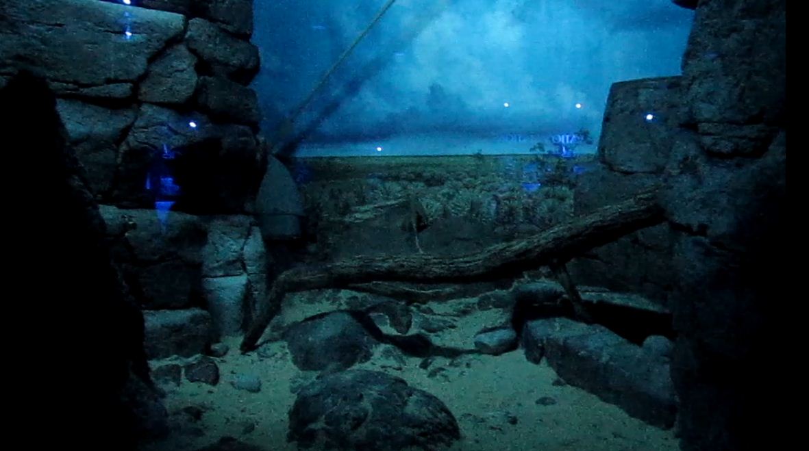 Night Hunters-Fennec Fox exhibit