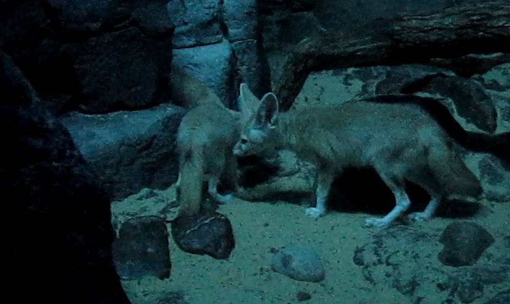Night Hunters-Fennec Fox kits