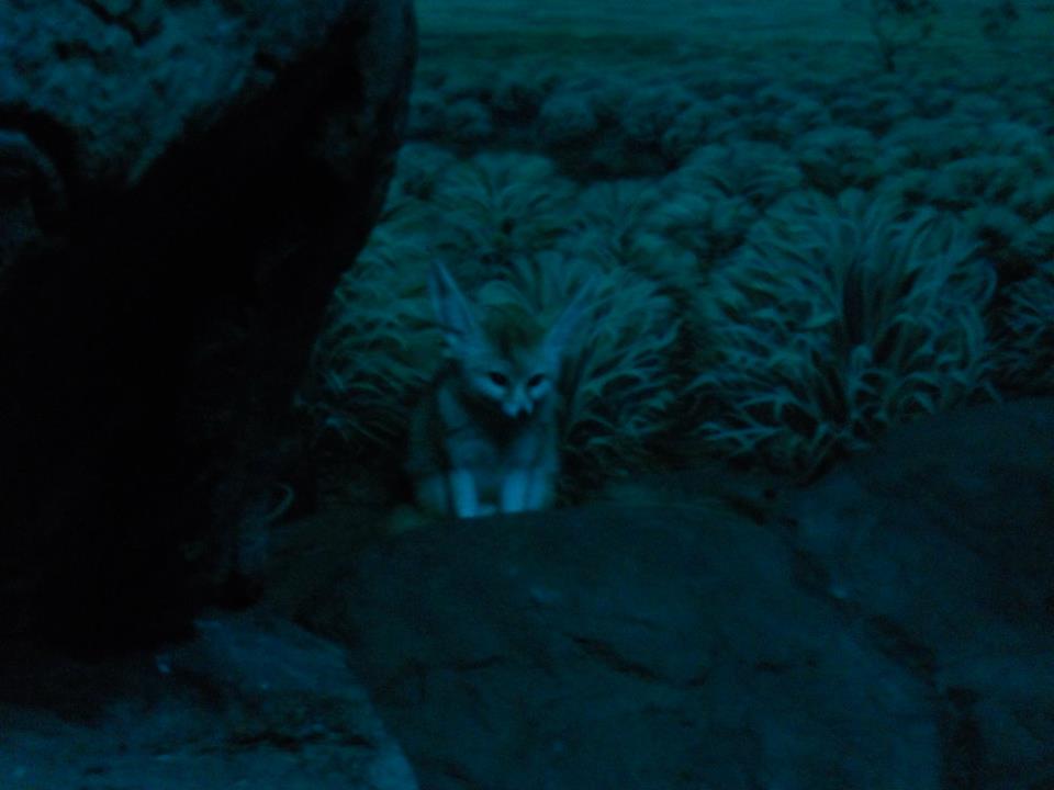 Night Hunters- Fennec fox