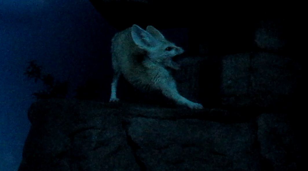 Night Hunters-Fennec Fox