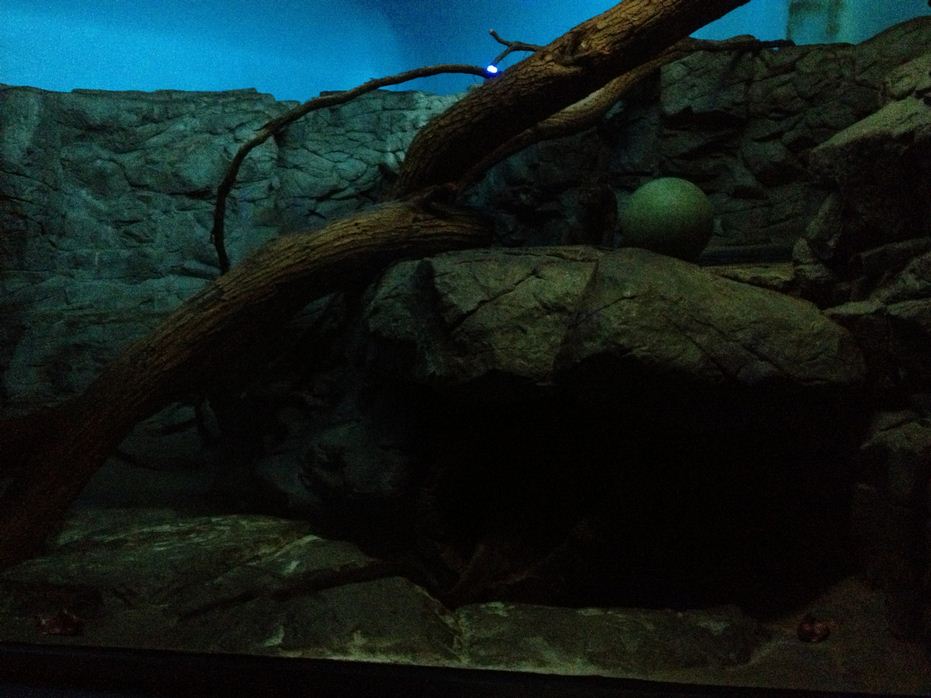 Night Hunters-Fossa exhibit