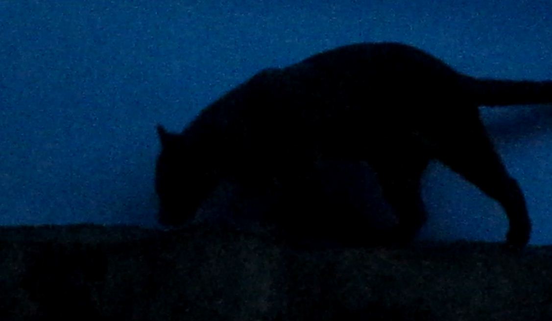 Night Hunters-Fossa in the night