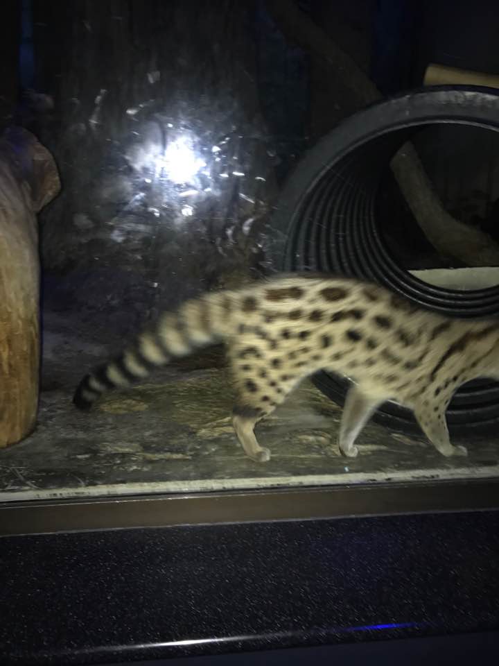 Night Hunters- Genet