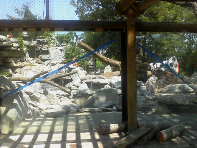 Night Hunters- Nearly Finished Cougar exhibit