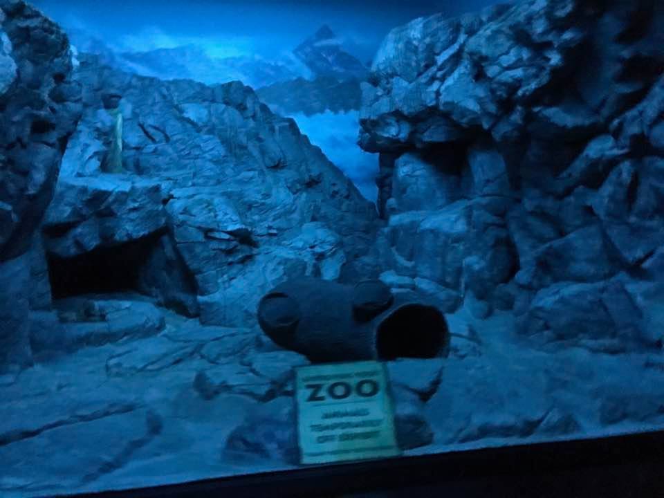 Night Hunters- Pallas Cat