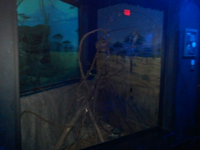 Night Hunters-Potto exhibit